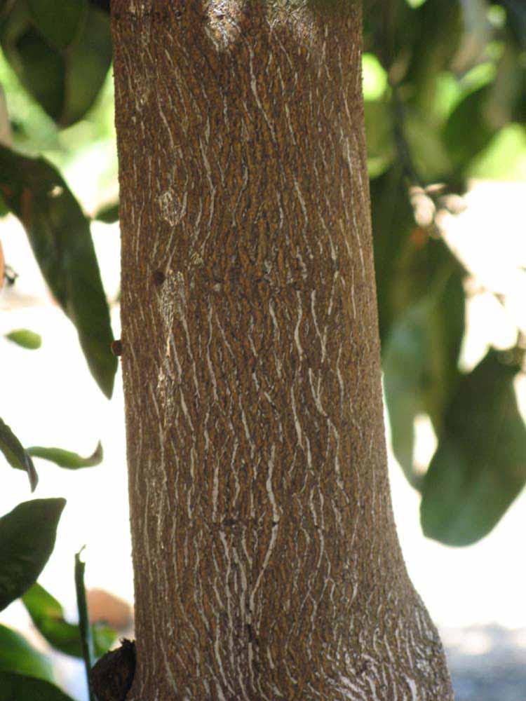              Bark (Riverside, CA)       